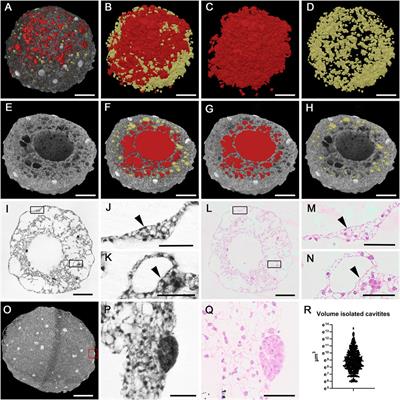 Three-dimensional structural and metric characterisation of cardioids